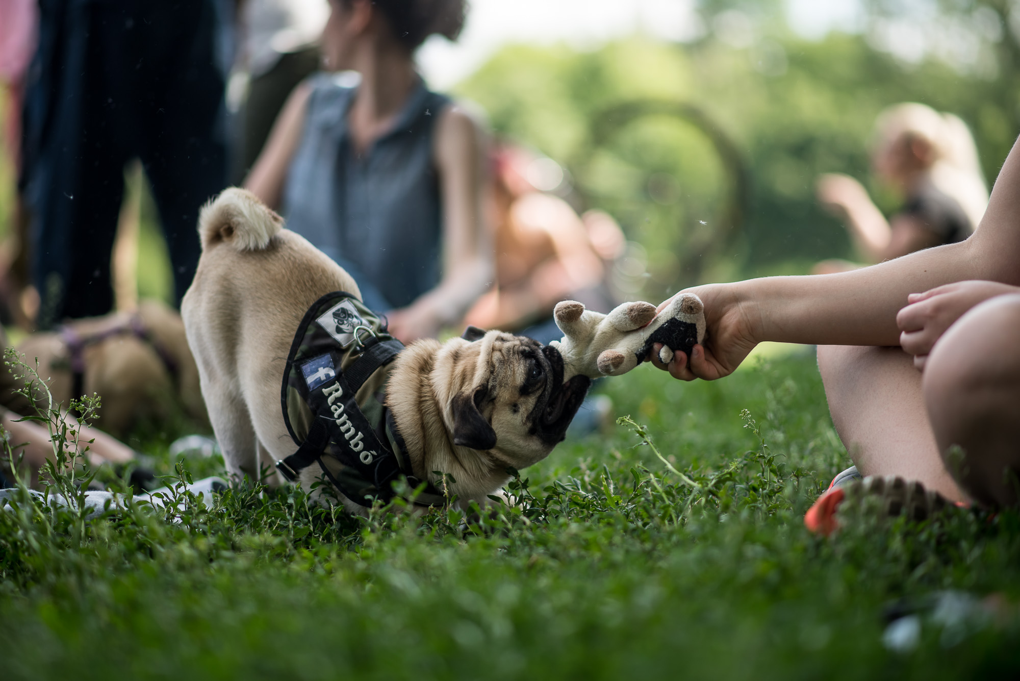 Elolvadsz a Városligetben rohangáló mopszbandától