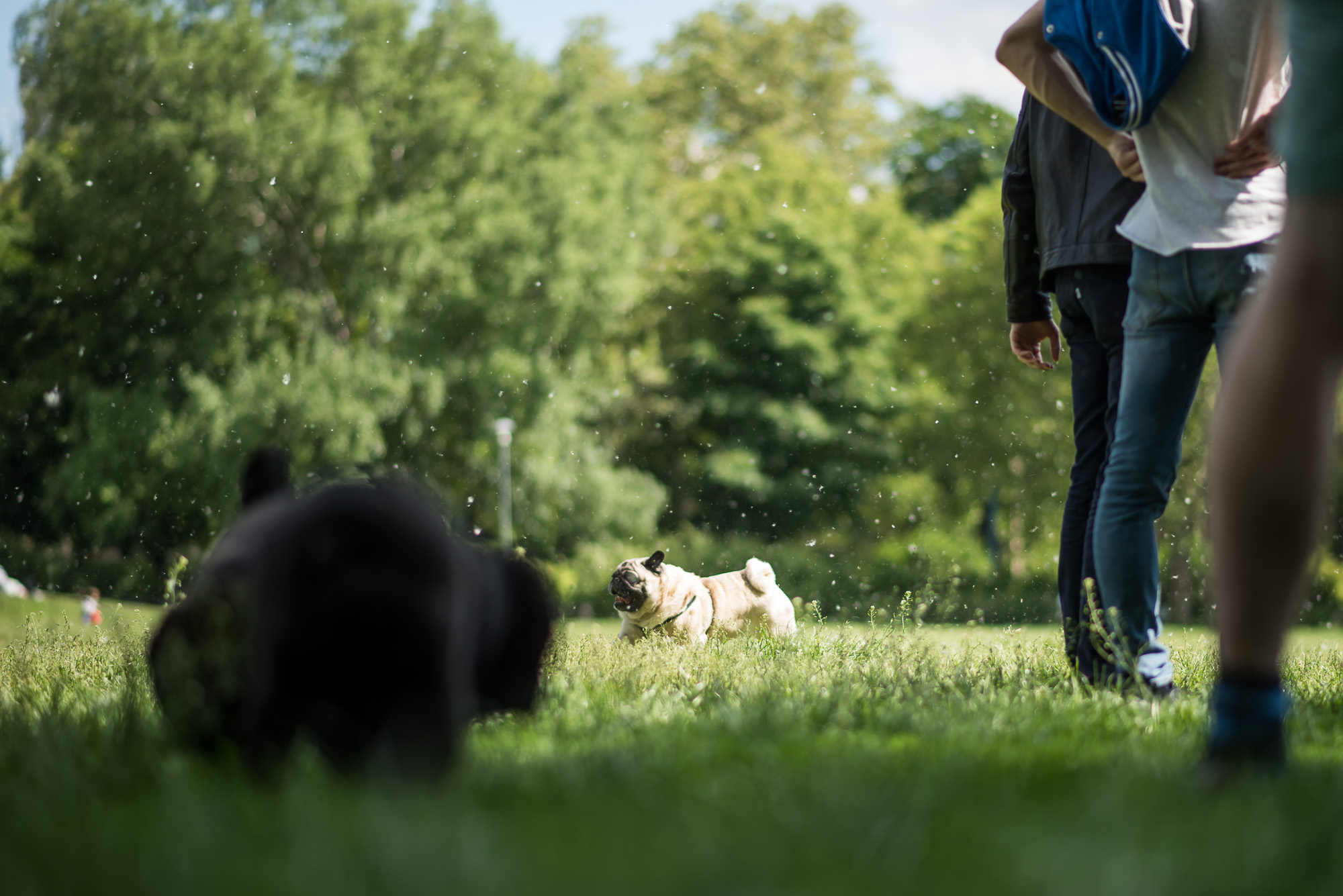 Elolvadsz a Városligetben rohangáló mopszbandától