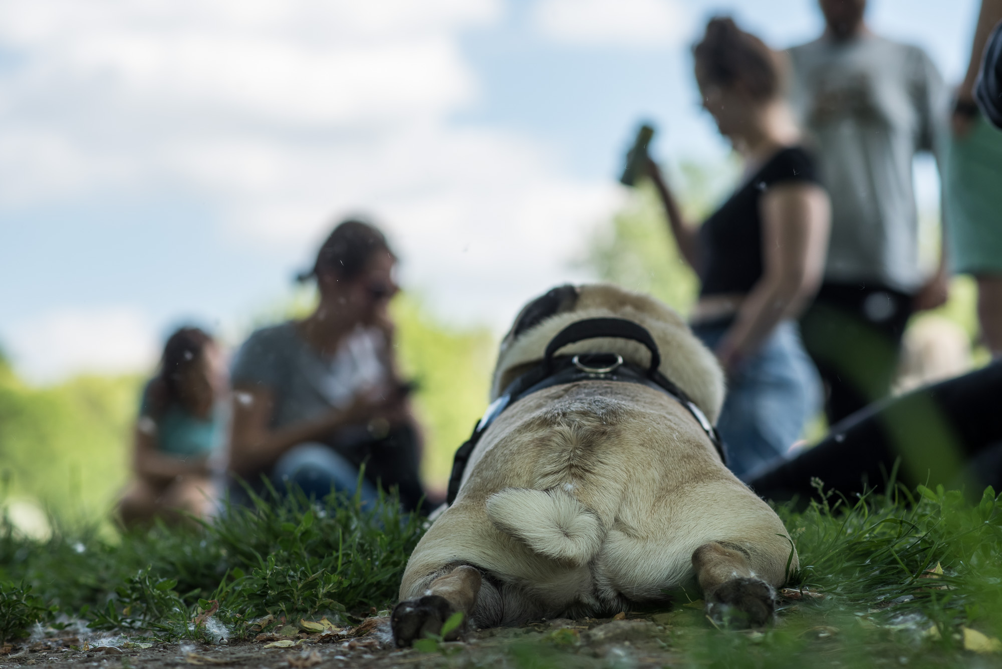 Elolvadsz a Városligetben rohangáló mopszbandától