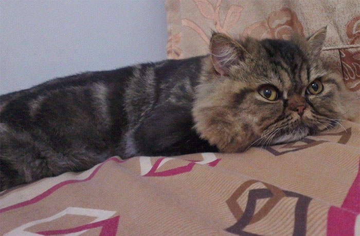 Felismerhetetlen lett a macska a kozmetikus után