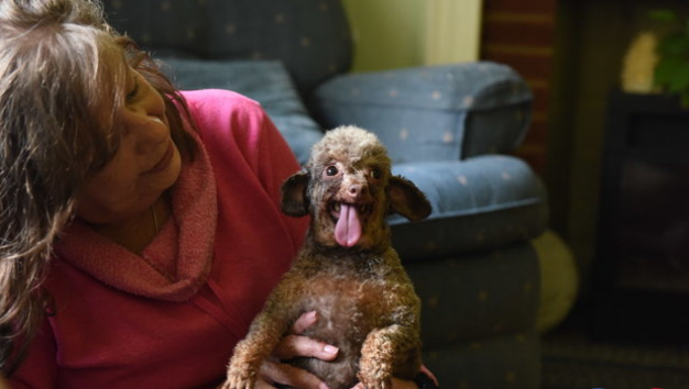 Először látott napfényt a kutya, aki egész életét egy pincében élte