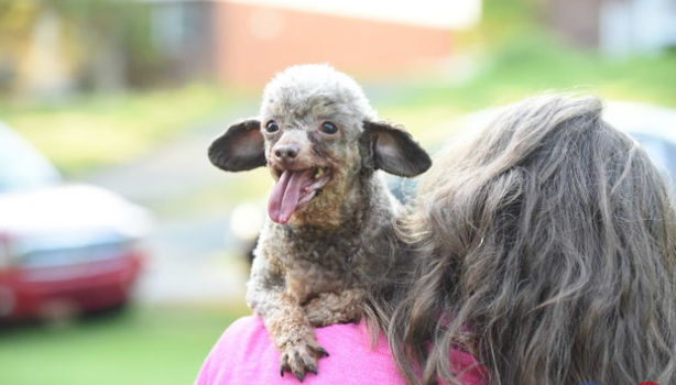 Először látott napfényt a kutya, aki egész életét egy pincében élte