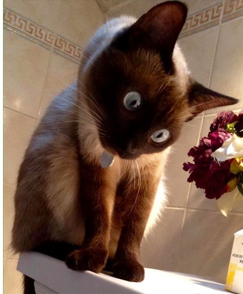 Ez meg mi a holdkór?! (Fotó: Tumblr)