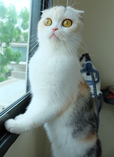 Szerkesztőségünk álláspontja ennek a macskának az arcára van írva (Fotó: Tumblr)