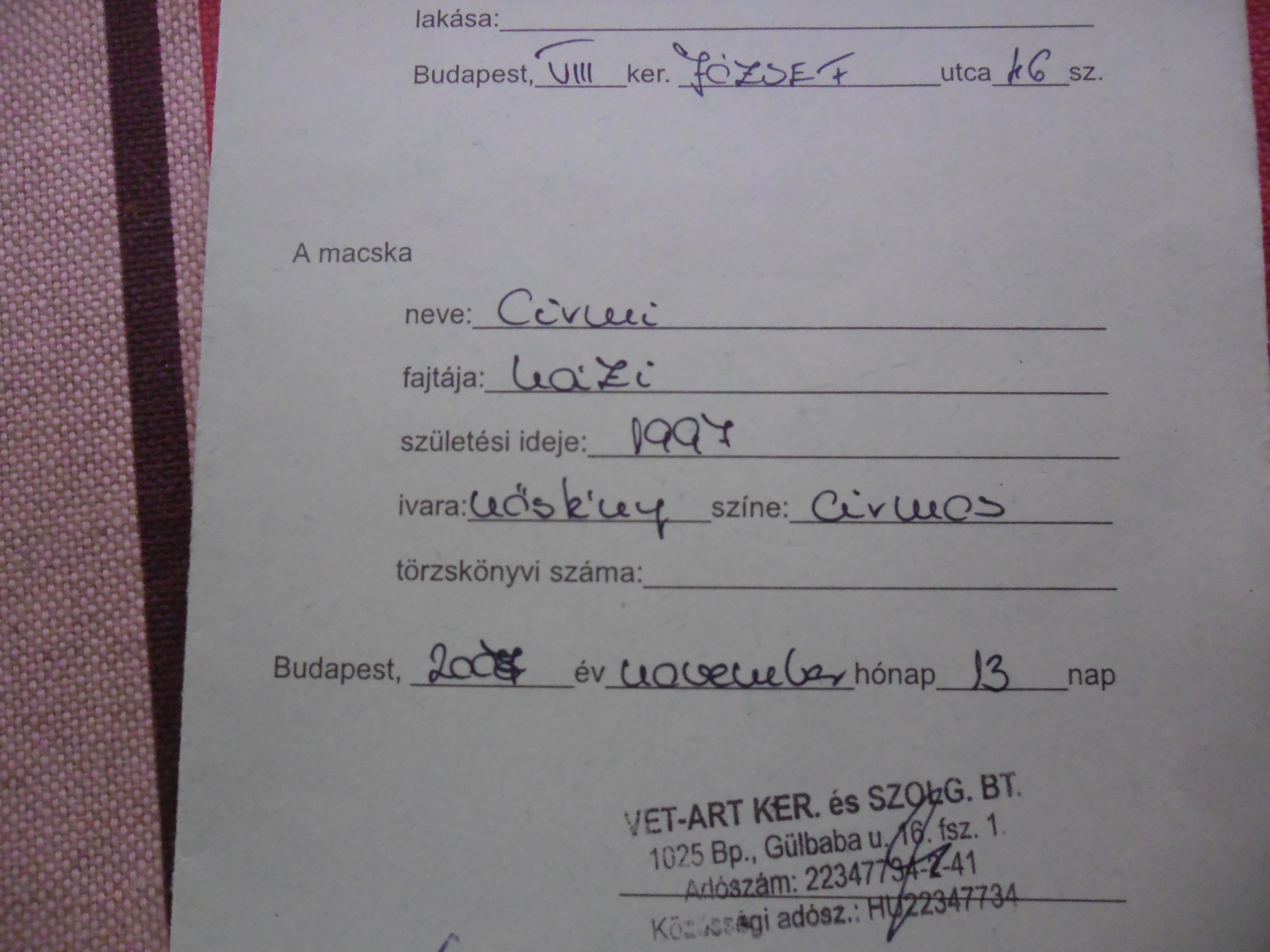 Itt az ország legöregebb macskája!