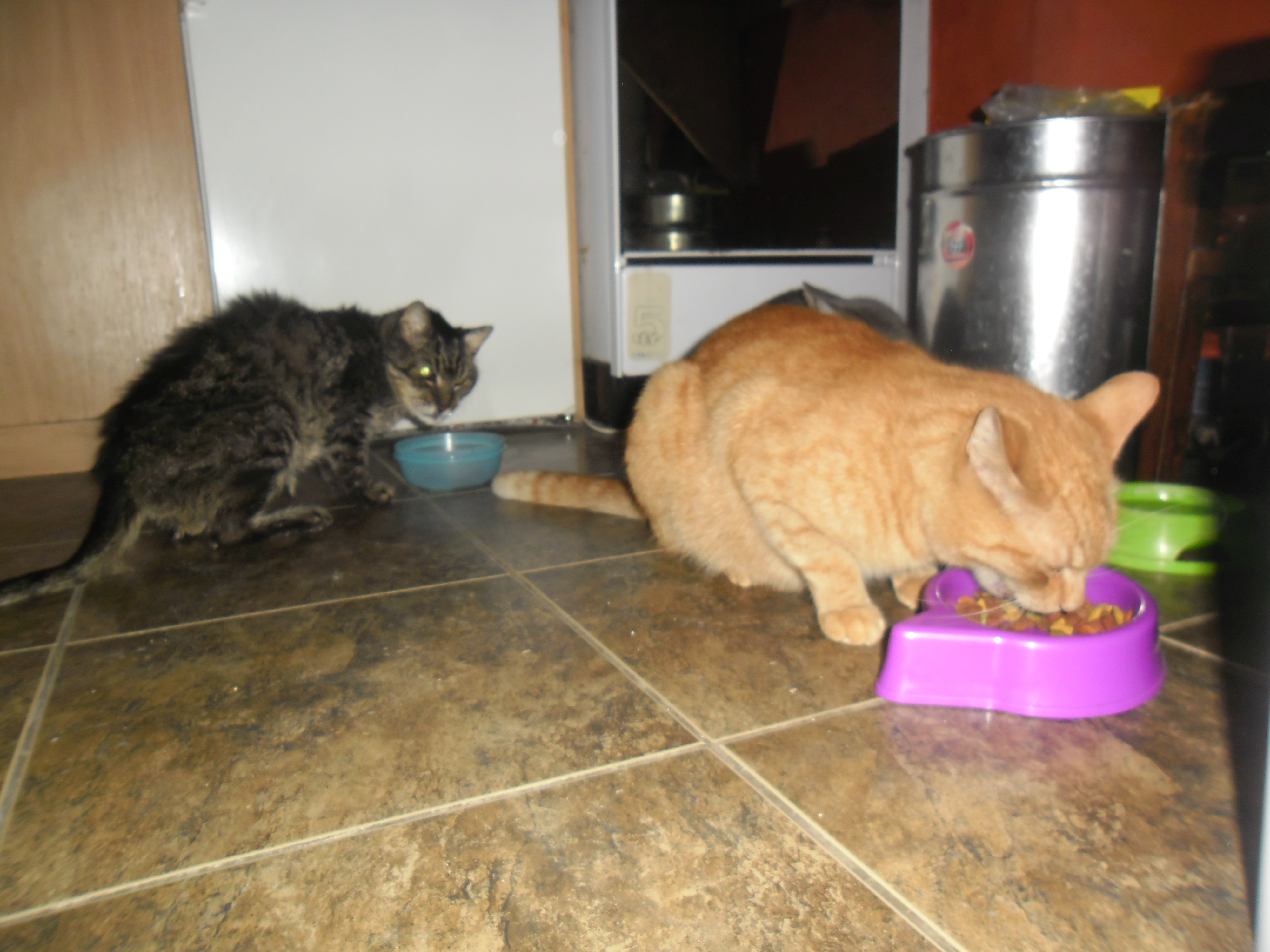 Itt az ország legöregebb macskája!