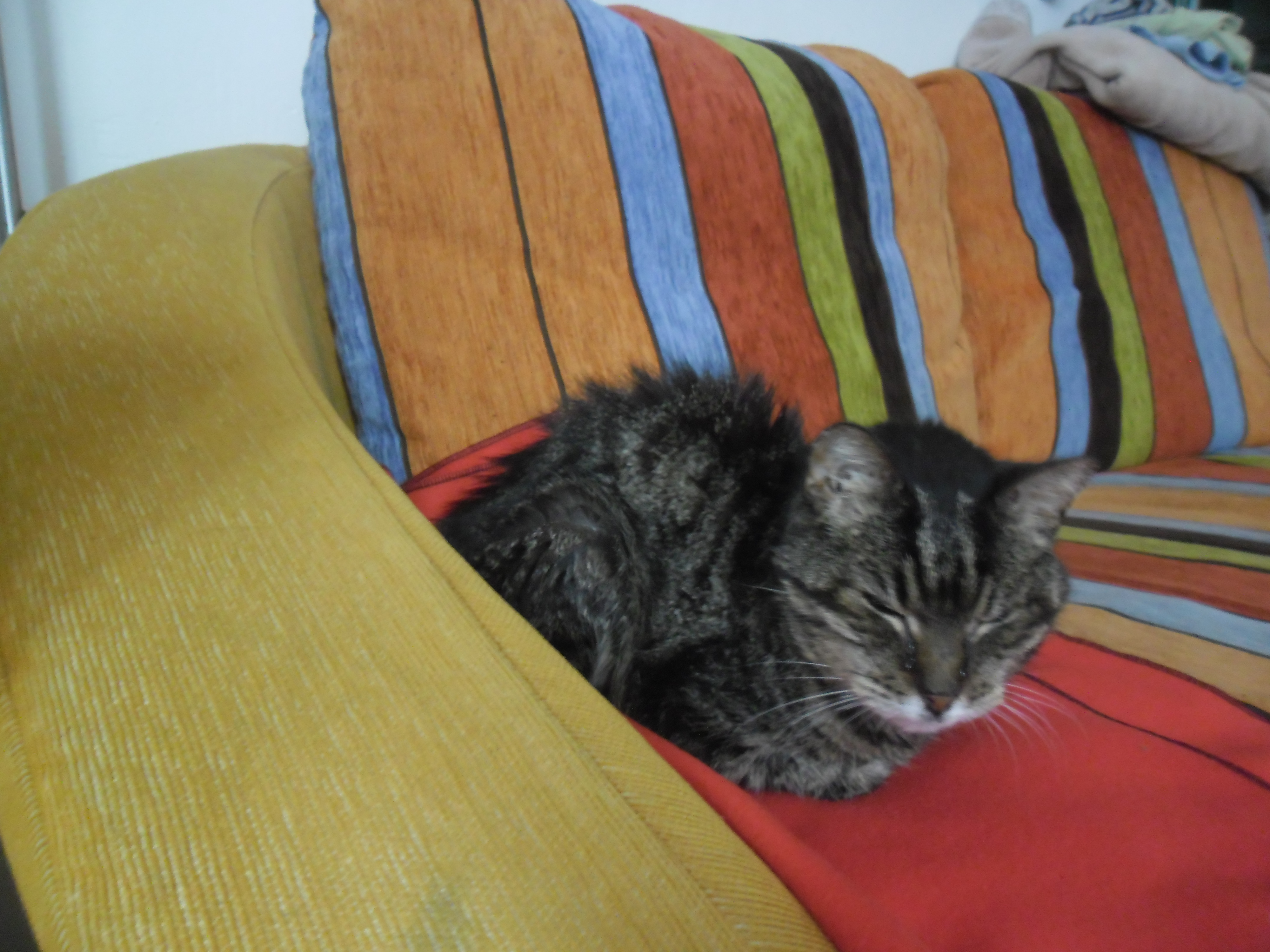 Itt az ország legöregebb macskája!