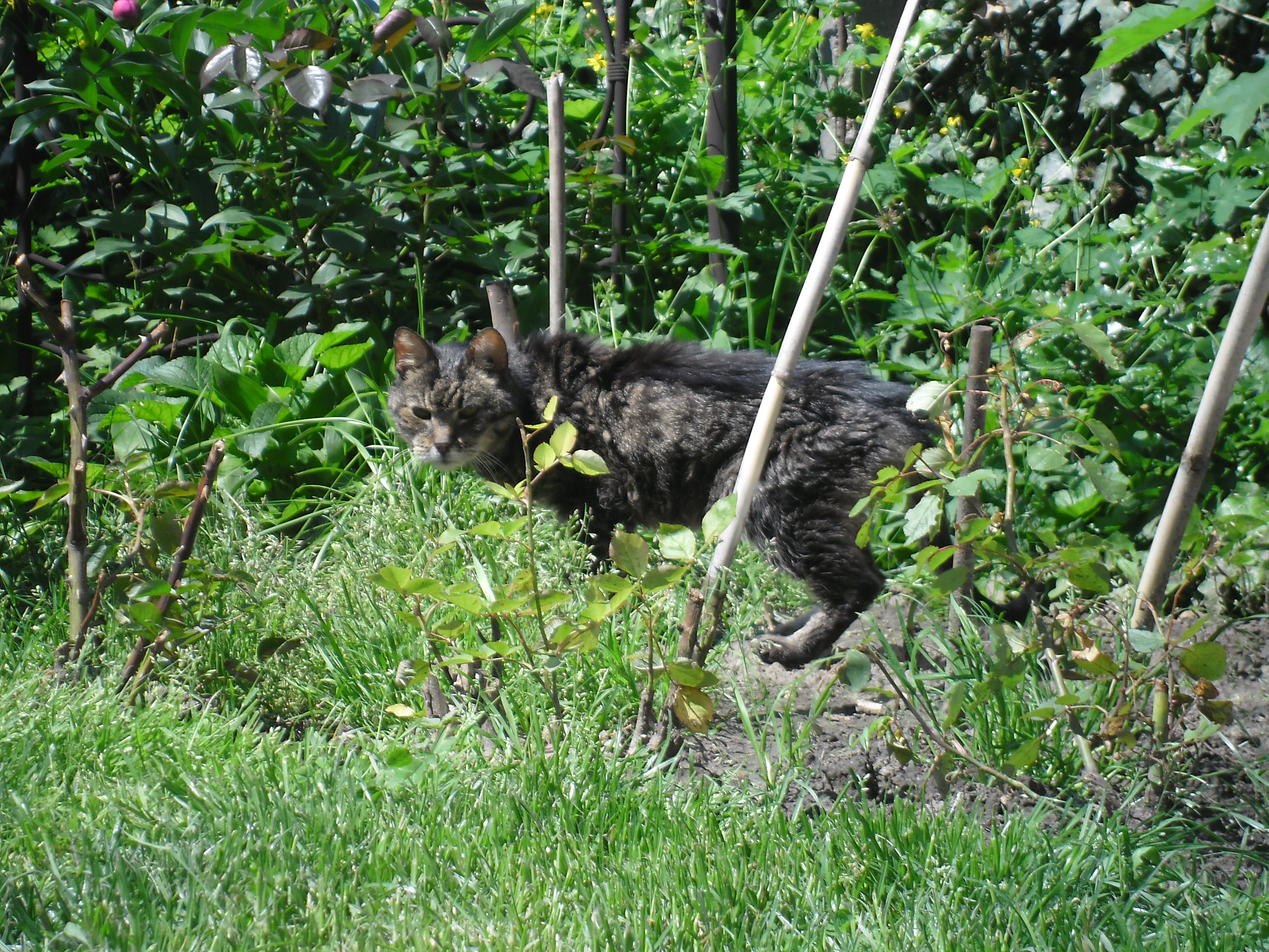 Itt az ország legöregebb macskája!