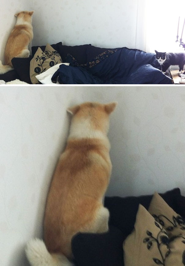 10 kutya, aki képes bármilyen apróságtól megijedni 10 kutya, aki képes bármilyen apróságtól megijedni