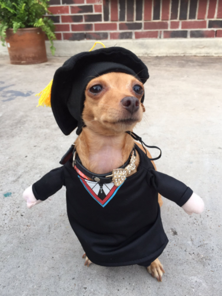 A világ legképzettebb kutyája cukiságból diplomázott A világ legképzettebb kutyája cukiságból diplomázott