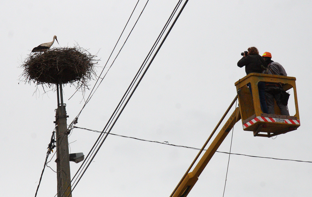Bemutatjuk Telegdi Ágnest, akinek még a postaládájában is madarak laknak Bemutatjuk Telegdi Ágnest, akinek még a postaládájában is madarak laknak