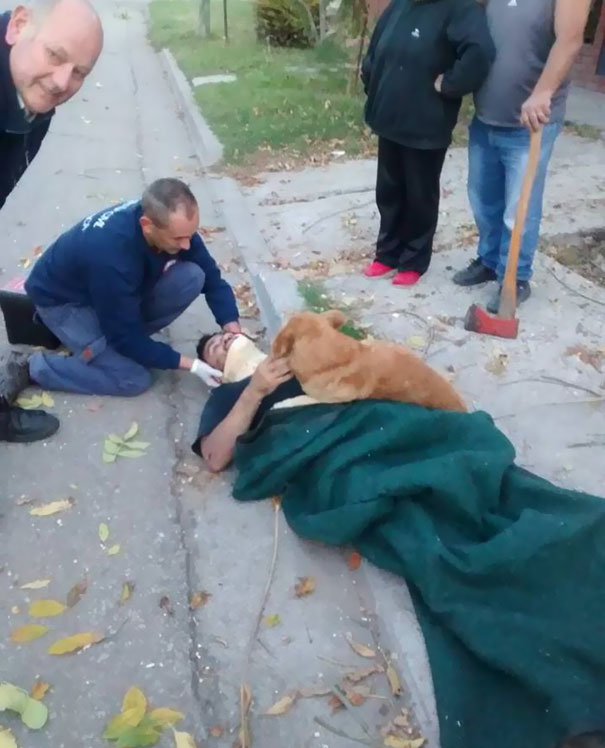 Nem mozdult el balesetett szenvedett gazdája mellől a hűséges kutya