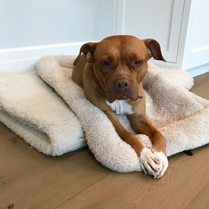 A 8 éven keresztül bántalmazott kutya most végre megkapta az ágyat, amit érdemel