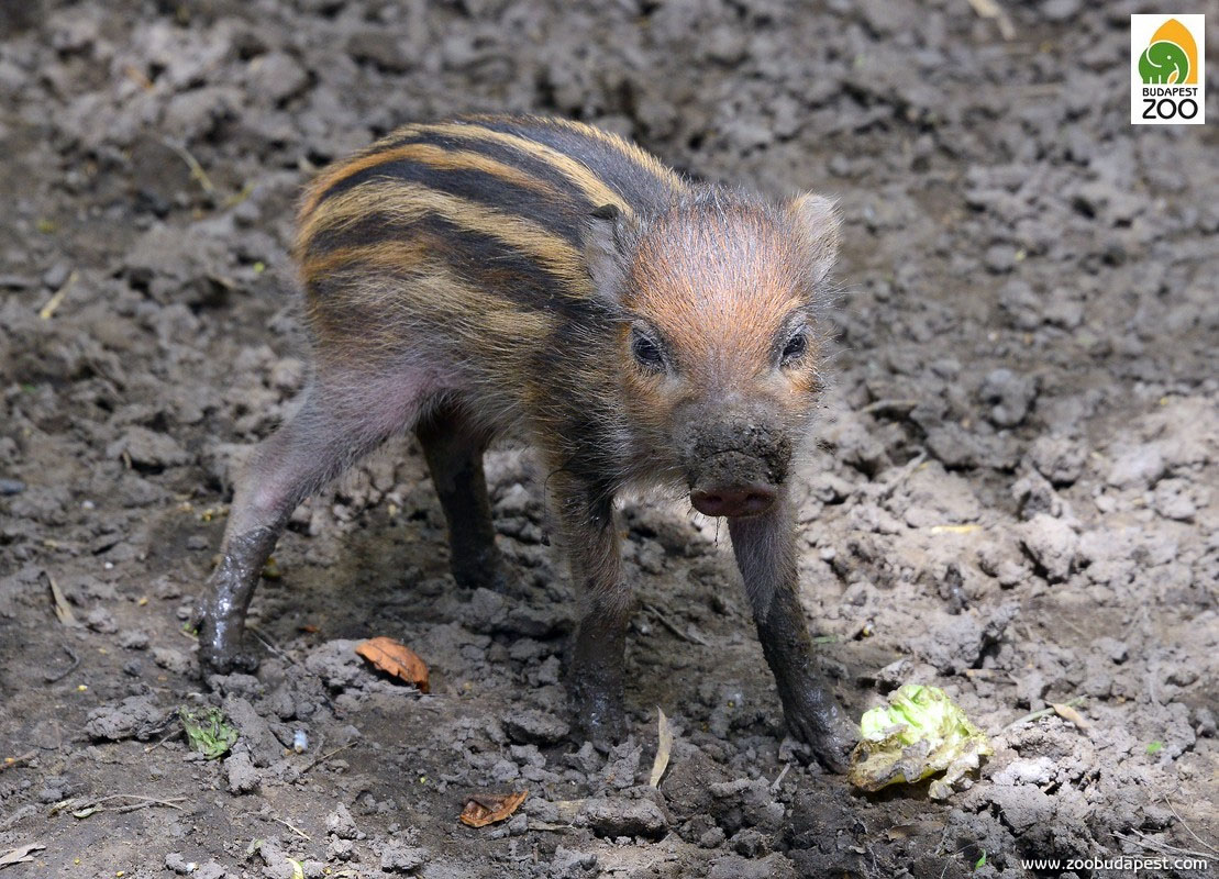 Forrás: zoobudapest.com