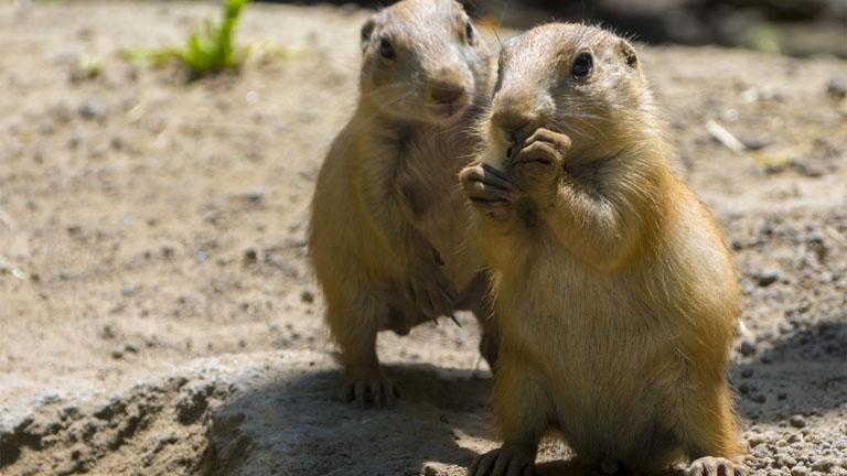 Fotó: Endrédi Lajos - Szegedi Vadaspark
