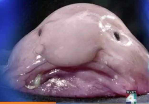 10 állat az óceánból, ami a rémálmaidban fog kísérteni