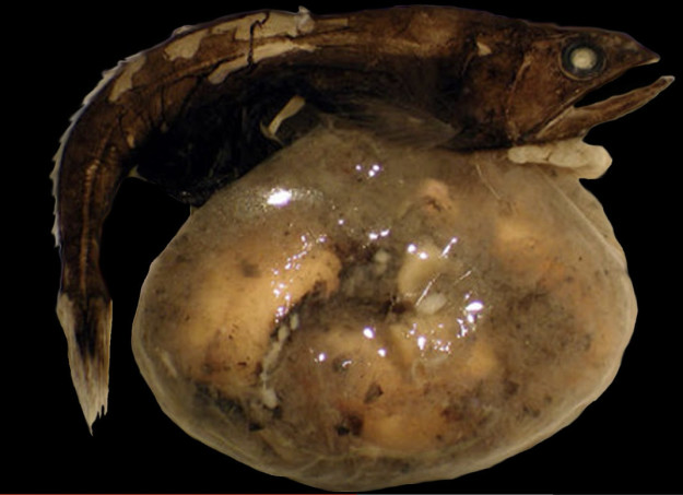 10 állat az óceánból, ami a rémálmaidban fog kísérteni