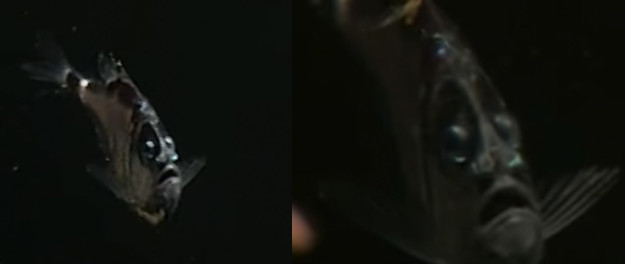 10 állat az óceánból, ami a rémálmaidban fog kísérteni