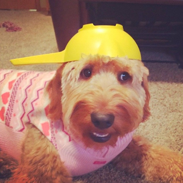 Az óriási kutya instagramját kötelező követned