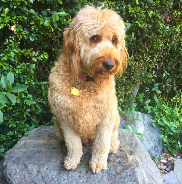 Az óriási kutya instagramját kötelező követned Az óriási kutya instagramját kötelező követned