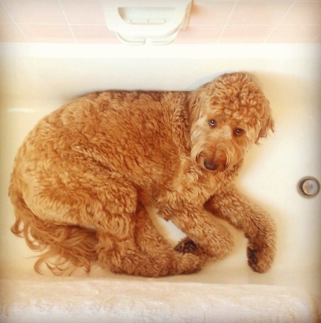 Az óriási kutya instagramját kötelező követned Az óriási kutya instagramját kötelező követned