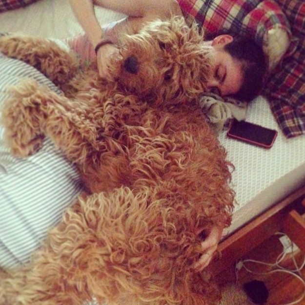 Az óriási kutya instagramját kötelező követned Az óriási kutya instagramját kötelező követned