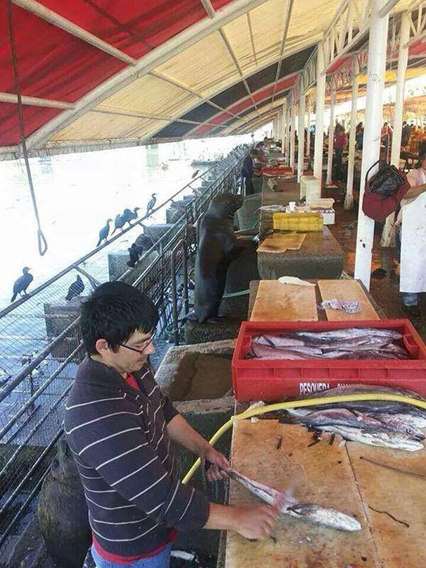 Megtalálod a hibát a képen? Ha megtalálod, úgysem bírod röhögés nélkül! Megtalálod a hibát a képen? Ha megtalálod, úgysem bírod röhögés nélkül!