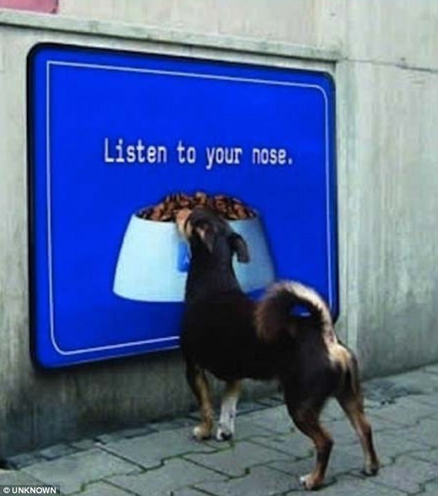 Lehetetlen ellenállni a kaját kunyeráló kutyáknak