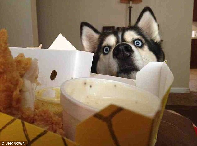 Lehetetlen ellenállni a kaját kunyeráló kutyáknak