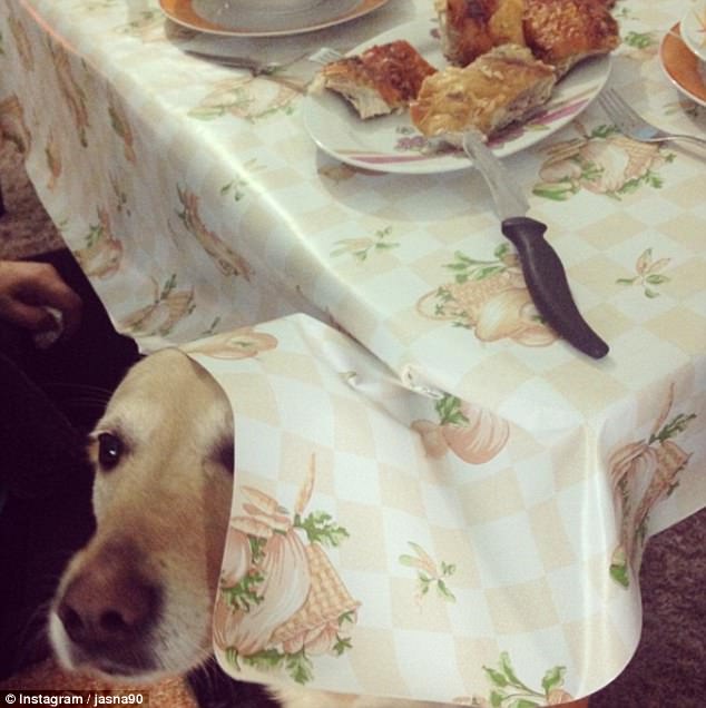 Lehetetlen ellenállni a kaját kunyeráló kutyáknak