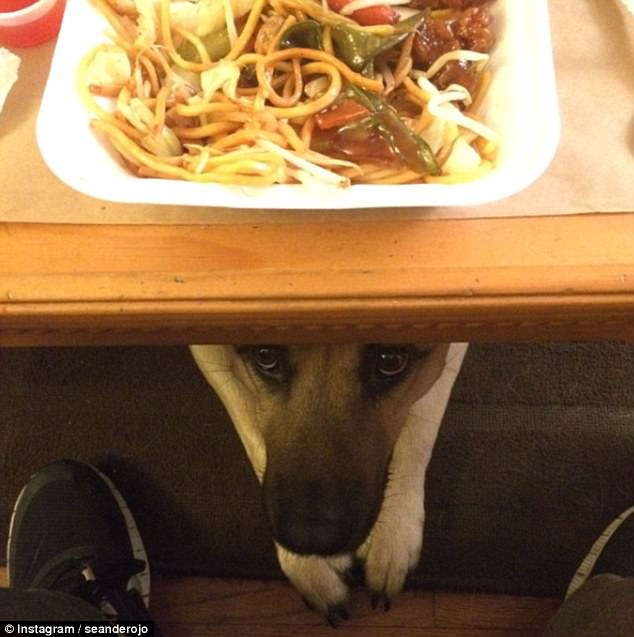 Lehetetlen ellenállni a kaját kunyeráló kutyáknak