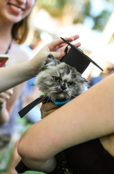 Külön ballagást tartanak a hallgatók kisállatainak ezen az egyetemen