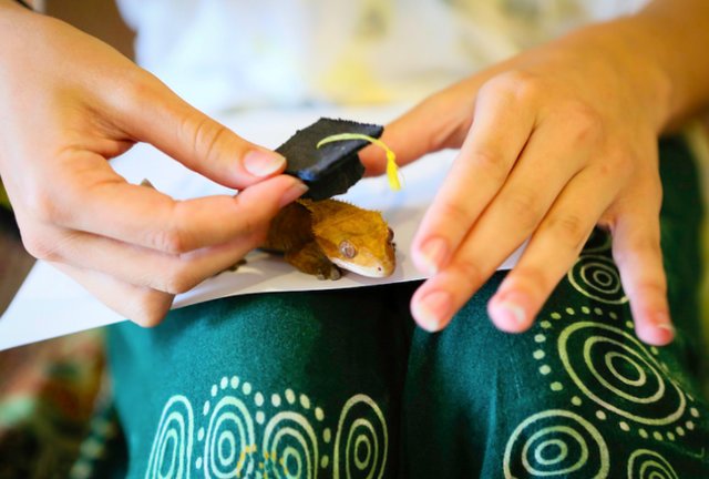 Külön ballagást tartanak a hallgatók kisállatainak ezen az egyetemen