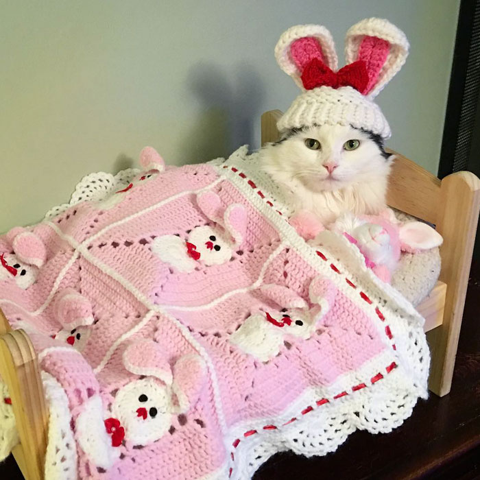 Saját babaágyat kapott a mentett cica Saját babaágyat kapott a mentett cica