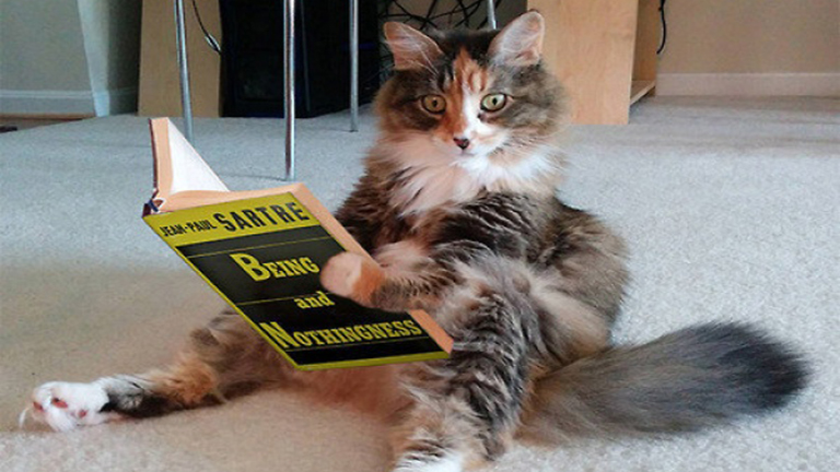 10 macska, aki gyanúsan furcsán viselkedik