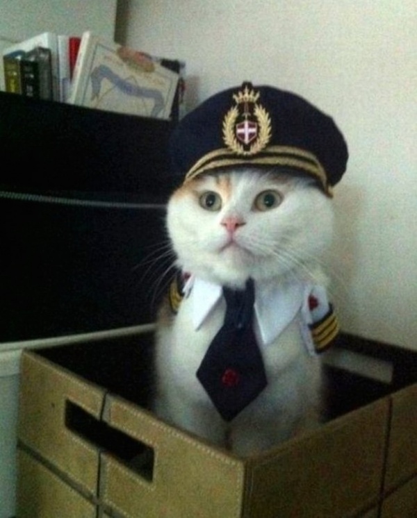 10 macska, aki gyanúsan furcsán viselkedik