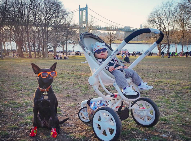 A világ legmenőbb kutyája semmi pénzért nem venné le a napszemüvegét