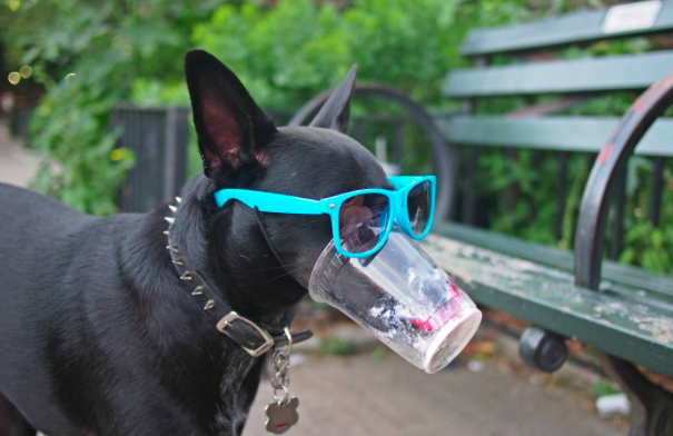 A világ legmenőbb kutyája semmi pénzért nem venné le a napszemüvegét