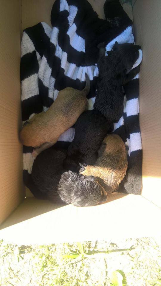 Forrás: Állatbarát Alapítvány