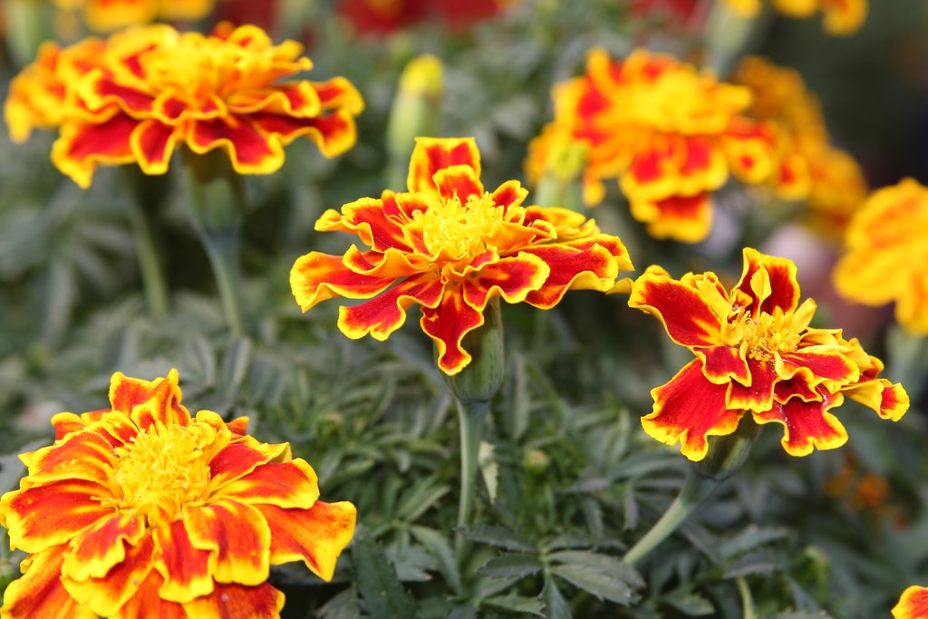 8 növény, amivel természetesen távol tarthatod a szúnyogokat