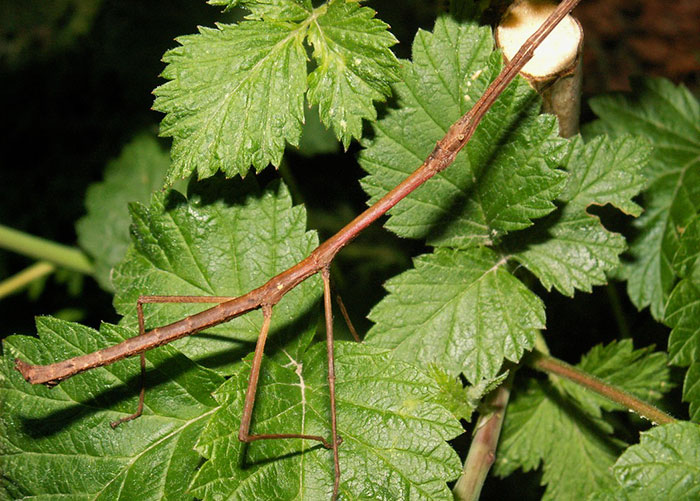 Ezek az állatok az álcázás feketeöves mesterei Ezek az állatok az álcázás feketeöves mesterei