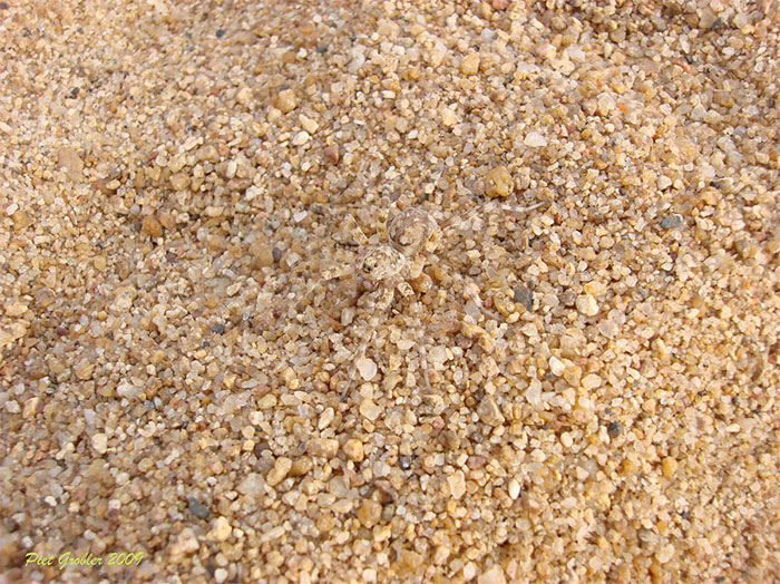 Ezek az állatok az álcázás feketeöves mesterei Ezek az állatok az álcázás feketeöves mesterei