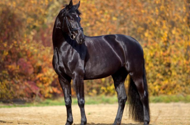 Ezt üzeni a kelta állathoroszkóp - 2. rész