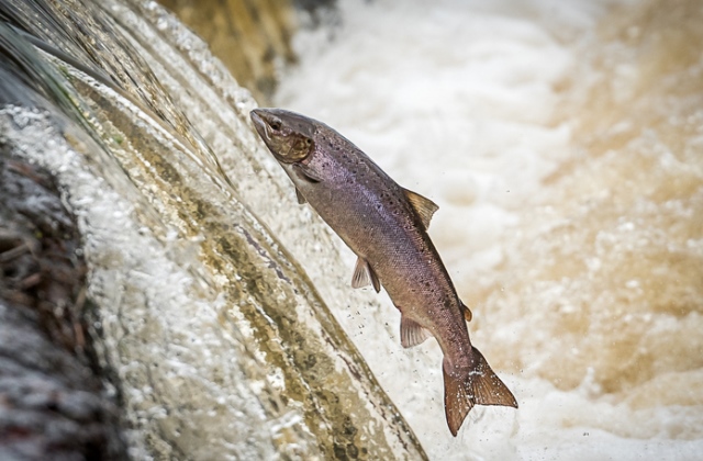 Ezt üzeni a kelta állathoroszkóp - 2. rész