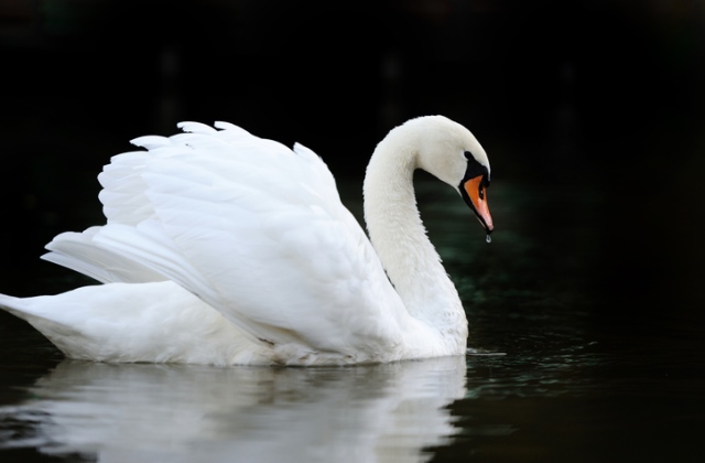 Ezt üzeni a kelta állathoroszkóp - 2. rész