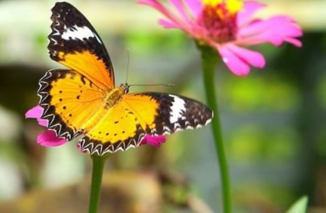 Ezt üzeni a kelta állathoroszkóp - 2. rész