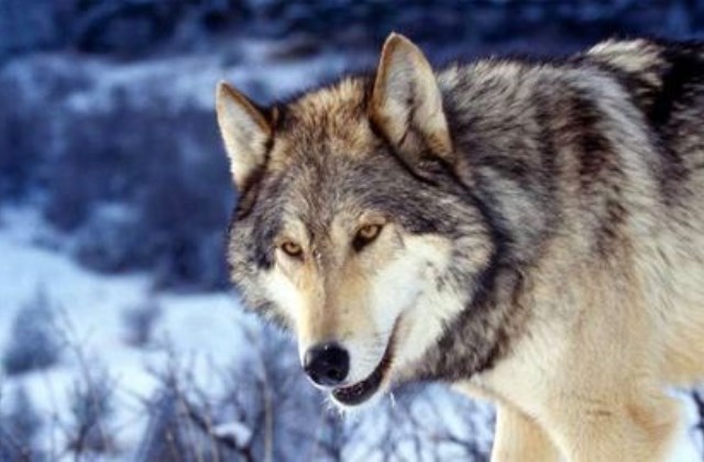 Ezt üzeni a kelta állathoroszkóp - 2. rész