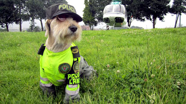 A rendőrségnél kapott állást a kóborkutya