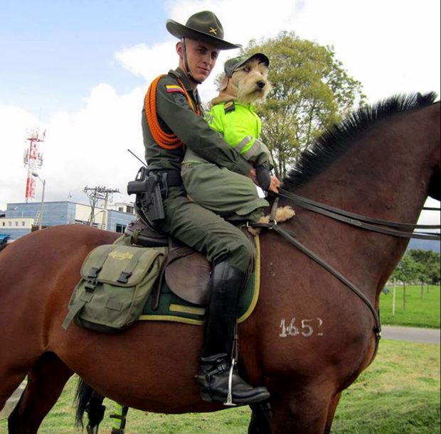 A rendőrségnél kapott állást a kóborkutya