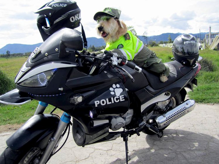 A rendőrségnél kapott állást a kóborkutya